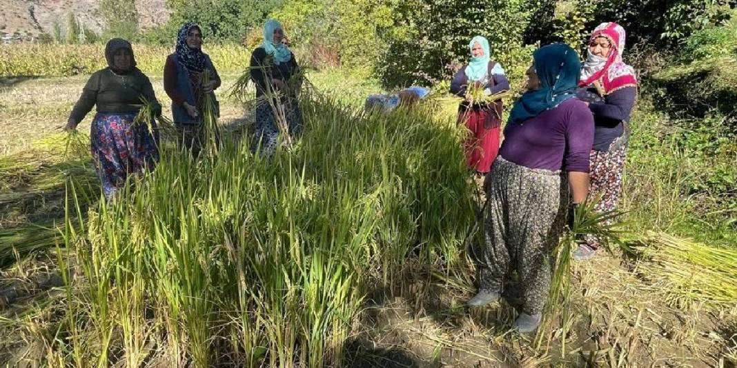 Görüntüsüne aldanmayın, bu iş “Çok zor”! Geleneksel üretim bu yörede de başladı: Üretici her şeye rağmen güldü 6